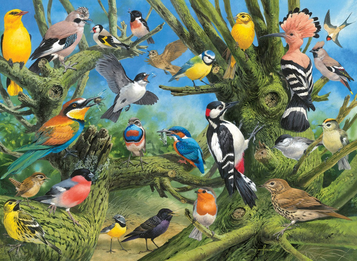 Птицы и животные какой жанр. Разные птицы. Много птиц. Природа птицы. Птицы в лесу.