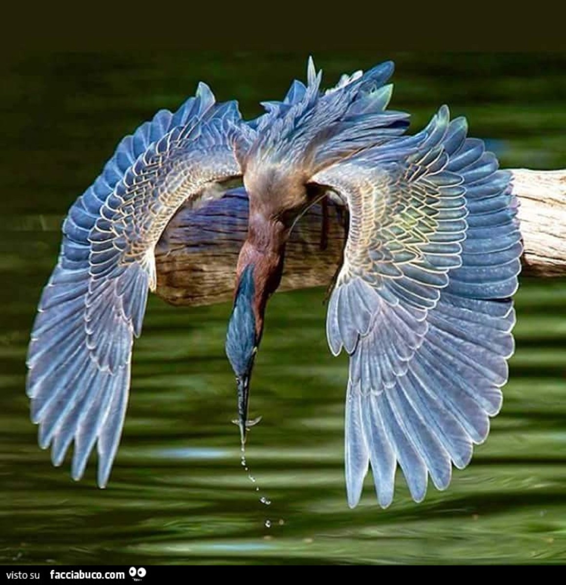 Удивительный полет. Птицы с красивыми крыльями. Крыло птицы. Самые красивые Крылья птиц. Необыкновенные птицы.