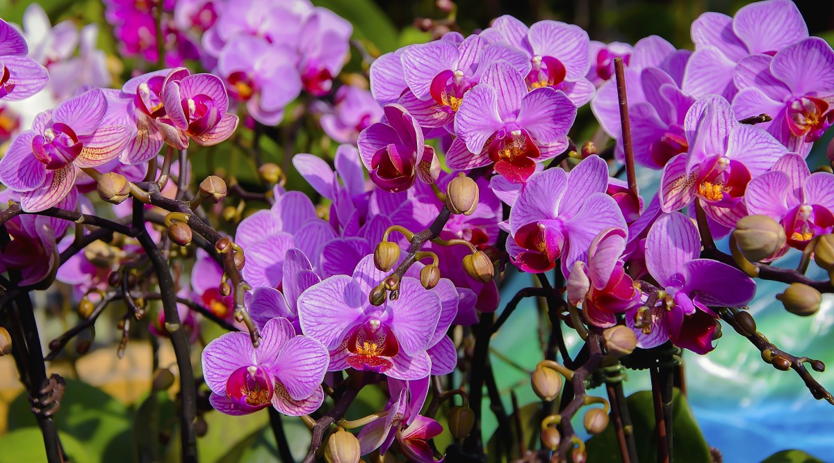 Пазл Соцветие орхидей