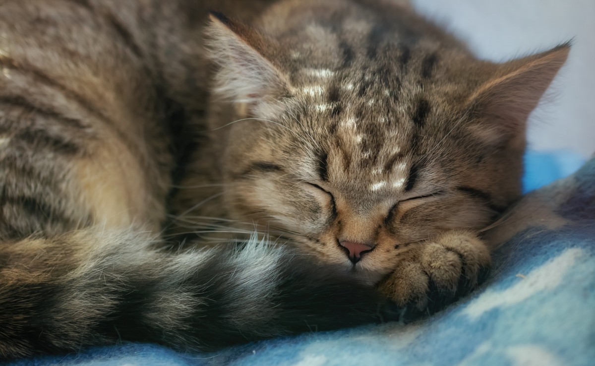 Пазл Спящая кошка