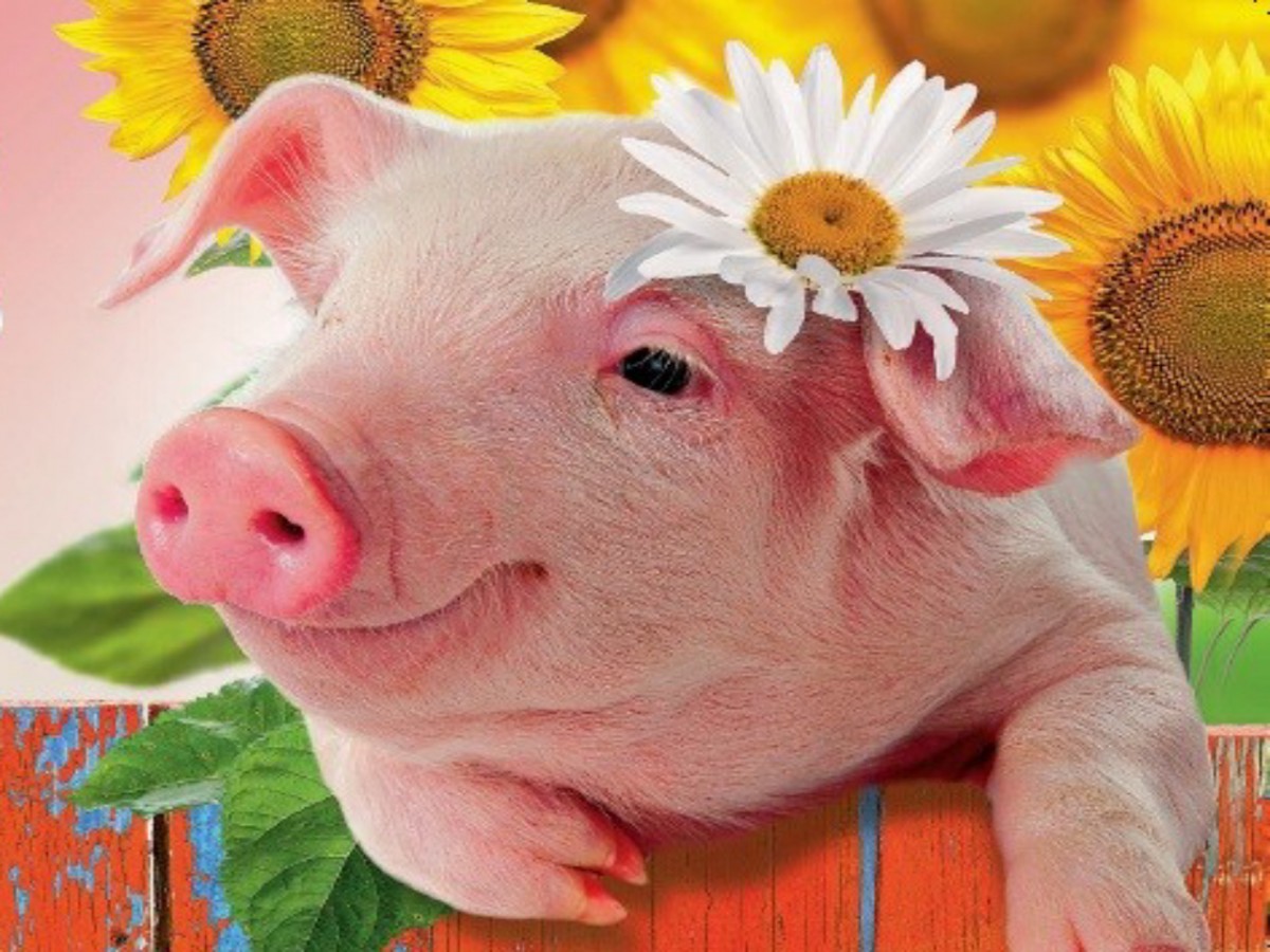 Свинка с цветами. Свиньи. Поросенок с цветочком. Год свиньи. Нарядная свинья.