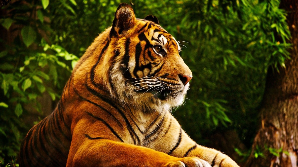 Пазл Тигр