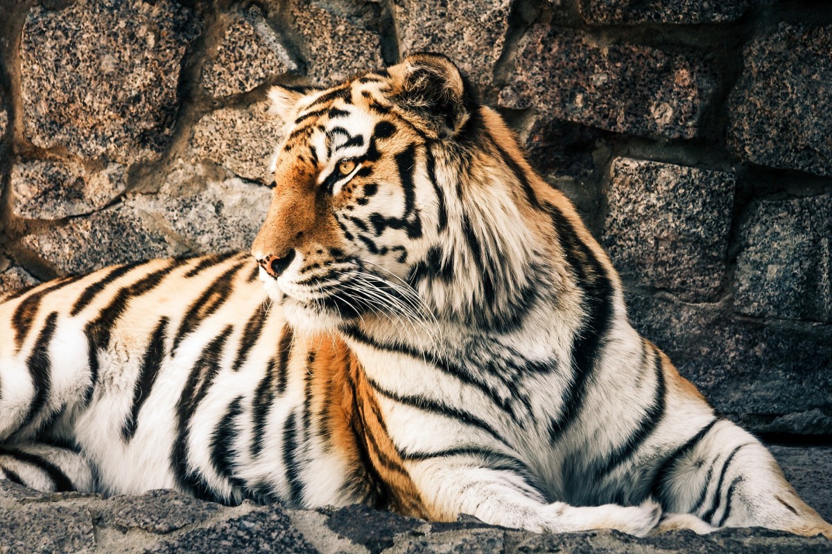 Пазл Тигр