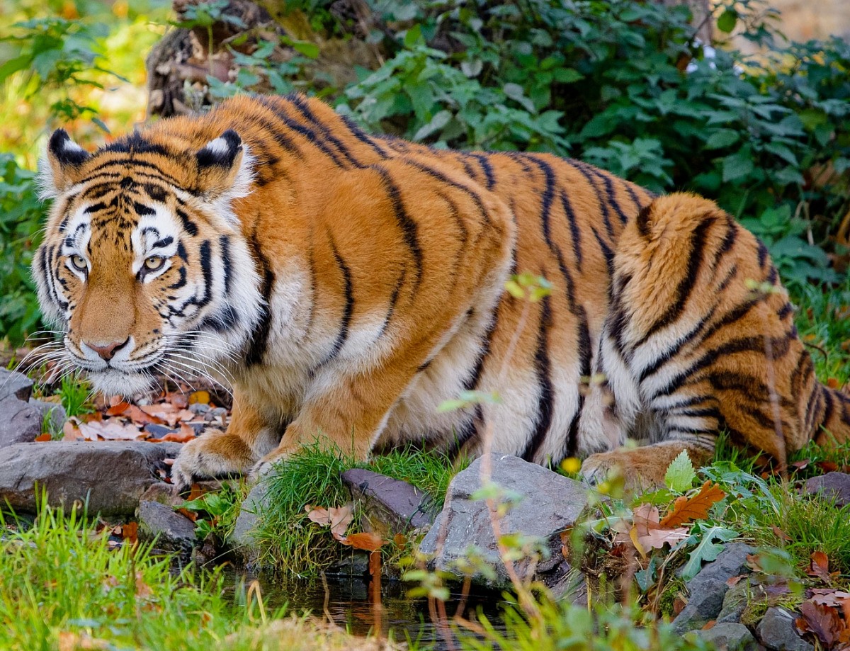 Пазл Тигр у ручья 