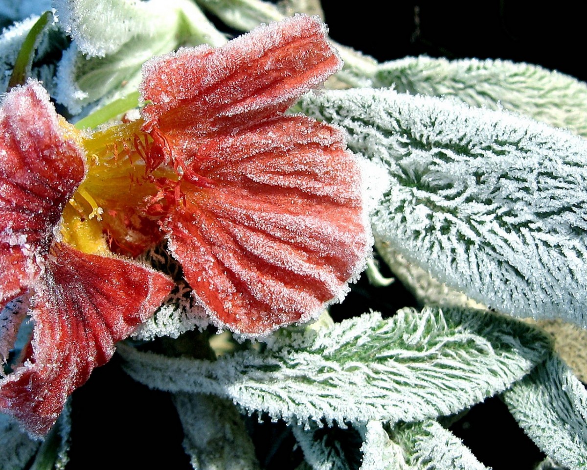 Пазл Замерзший цветок