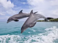Пазл 2 дельфина