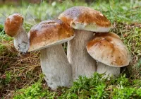 パズル  Mushrooms