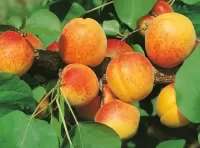Quebra-cabeça Apricots