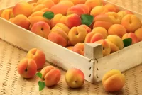 Jigsaw Puzzle Apricots