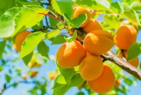 Slagalica Apricots
