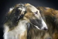 Zagadka Russian hound