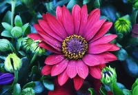 Puzzle african daisy