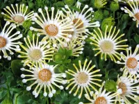 Rompicapo African Daisy