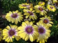 Puzzle African Daisy