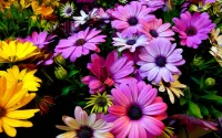 Puzzle African daisies