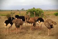 Jigsaw Puzzle African ostriches