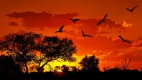 Quebra-cabeça African sunset