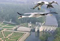 Rompecabezas Storks over the castle