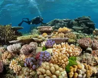 Bulmaca Scuba diver and reef