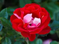 パズル Scarlet rose