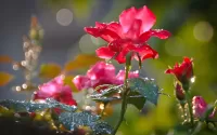 Slagalica Scarlet rose