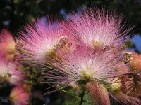 Slagalica Albesia in blossom