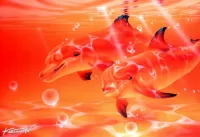 Puzzle Scarlet dolphins