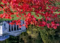 Jigsaw Puzzle scarlet leaves