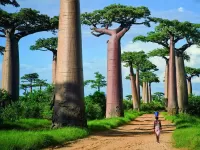 Jigsaw Puzzle Parkway of baobabs
