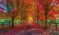 Quebra-cabeça An Autumn Alley