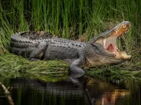 Rätsel Alligator