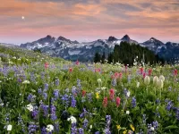 Bulmaca Alpine meadow