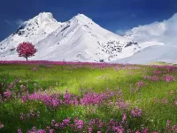Zagadka Alpine meadow