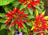 Rompicapo Amaranth tricolor