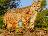 Zagadka American lynx