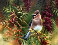 Puzzle American waxwing