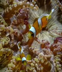 Jigsaw Puzzle amphiprion