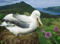 Jigsaw Puzzle amsterdam albatross