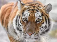 パズル the Amur tiger