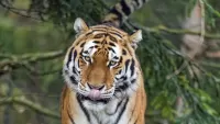 Zagadka Amur tiger