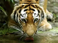 Quebra-cabeça Amurskiy tigr