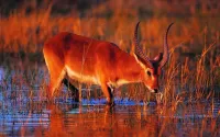 Rompicapo Antelope at the watering hole
