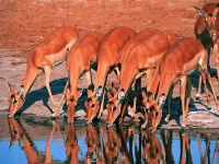 Puzzle Antelope