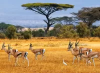 Quebra-cabeça Antelopes in Africa