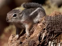 Puzzle Antelope ground squirrel