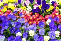 Puzzle Pansy flowerbed