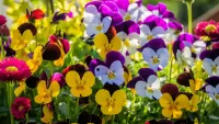 Jigsaw Puzzle Pansy