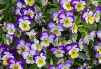 Jigsaw Puzzle Pansy