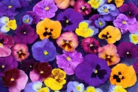 Jigsaw Puzzle Pansies