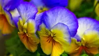 Puzzle Pansy